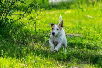 Jack russel terrier dog running
