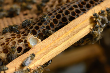 Cocoon with bee royal jelly and bees.
