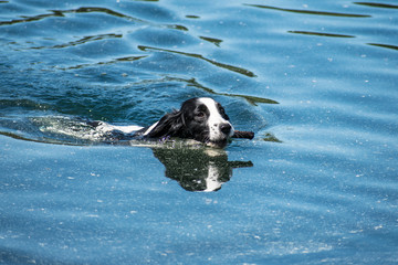 Russian spaniel dog swimming
