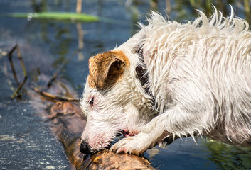 Jack russel terrier in the water