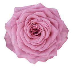 Rose pink flower  on white isolated background with clipping path.  no shadows. Closeup.  Nature.