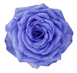 Rose  blue-violet flower  on white isolated background with clipping path.  no shadows. Closeup.  Nature.