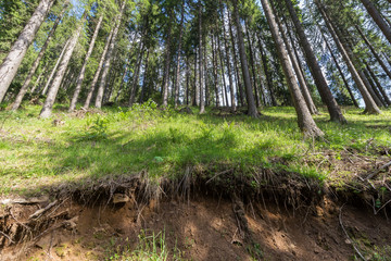 Trees and sky in the forest