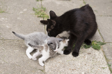 Naklejka na ściany i meble A black cat with two kittens arrived.