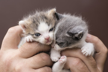 Two kittens in male hands.