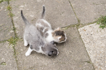 Fleked kittens outdoors exploring the surroundings.