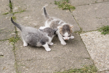 Fleked kittens outdoors exploring the surroundings.