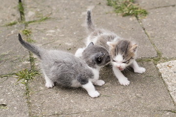 Fleked kittens outdoors exploring the surroundings.