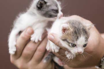 Two kittens in male hands.
