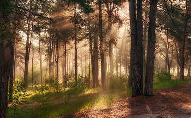 Obraz premium Morning in the forest. Sun rays. Walk on the nature.