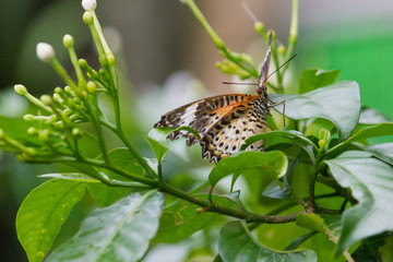 Butterfly in the Sun