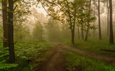 Fototapeta premium Morning mists. Walk in the forest. Landscape.