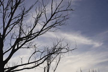 Fototapeta na wymiar Tree and the sky.