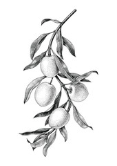 Olives branch illustration black and white vintage clip art isolate on white background