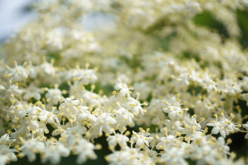 black elder flowers