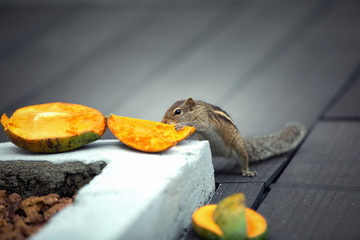 Chipmunk eating mango, Bentota, Sri Lanka