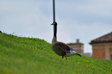 A goose by Bush creek in Kansas City, Missouri.
