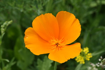 Goldmohn, Kalifornischer Kappenmohn oder Schlafmützchen 