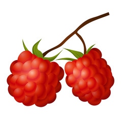 Forest Raspberry with Leaves on Branch