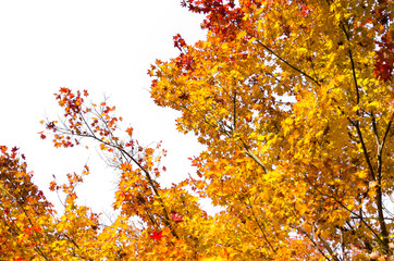 autumn red, orange, yellow maple leaves with white background in autumn season from Japan, nature concept