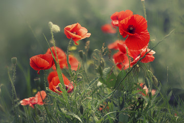 Obraz premium kwiaty krzewu maku