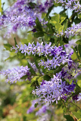 Obraz premium Purple sandpaper vine (petrea racemosa) flower full bloom in summer sunlight.