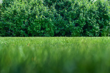 Lawn grass bush background