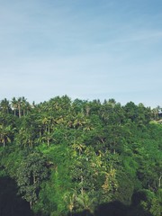 Obraz premium Jungle in Ubud