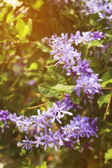 Purple sandpaper vine (petrea racemosa) flower full bloom in spring garden with warm light.