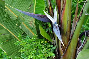 Obraz premium blue flower of a strelitzia nicolai