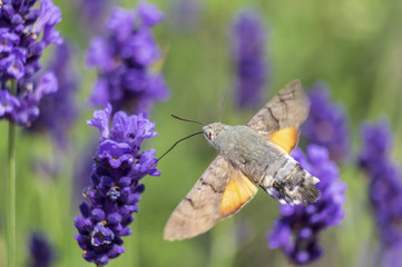 Butterfly on lavender - 210507702