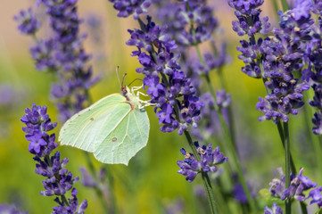 Butterfly on lavender - 210507724