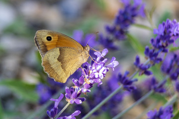 Butterfly on lavender - 210507746