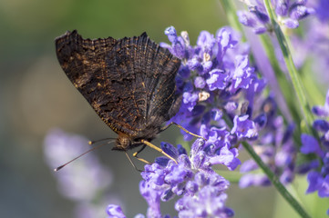 Butterfly on lavender - 210507747