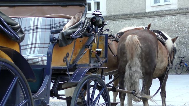 Impressionen aus Salzburg - Fiaker am Domplatz