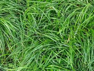 Grass young fresh forest background