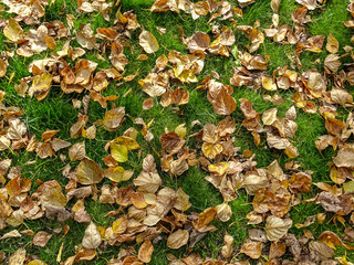 Autumn fallen leaves on the grass