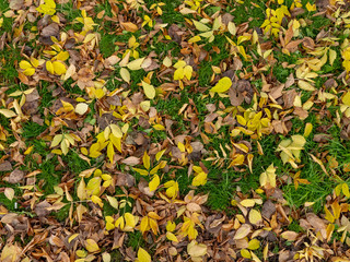 Autumn fallen leaves on the grass