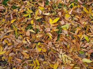 Autumn fallen leaves on the grass