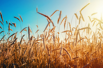 Golden rye field with blue sky and sun, soft focus