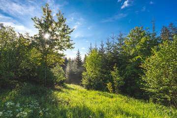 Fototapeta na wymiar Wald im Schwarzwald
