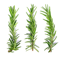 Rosemary isolated on white background Top view
