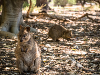 Quokka on Rottnest Island Western Australia