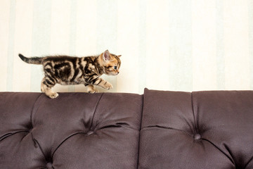 British short hair kitten.