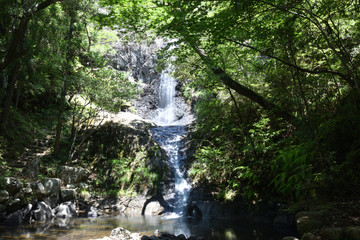 Obraz premium 日本の山の中の滝