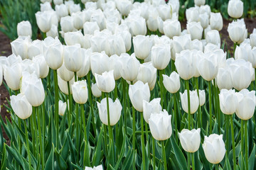 Tulips are white