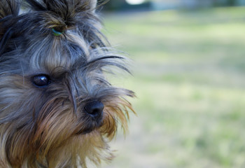 Naklejka premium portrait of a yorkshire terrier dog close-up outdoors. copy space