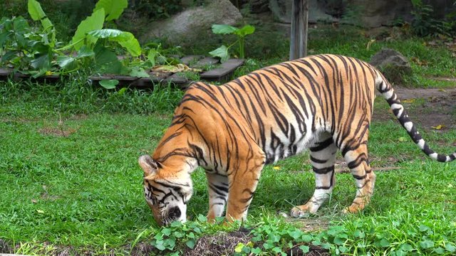 4K Movie of The Bengal tiger, also called the royal Bengal tiger (Panthera tigris), is the most numerous tiger subspecies. It is the national animal of both India and Bangladesh.