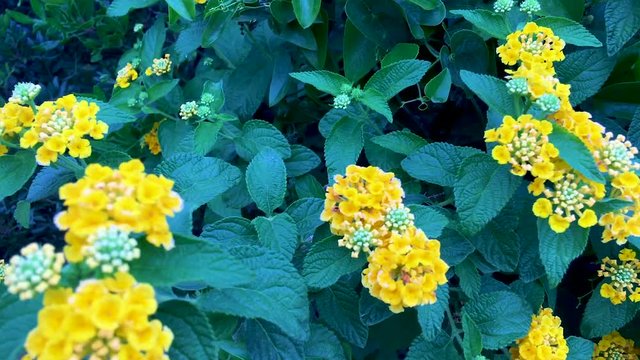 This plant is a Yellow Lantana Camara, a plant with blue/green leafs and yellow, sometimes purple flowers.