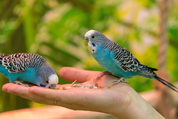 Parrot feed with hands